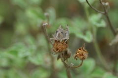 Grasshopper