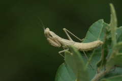 Mantis