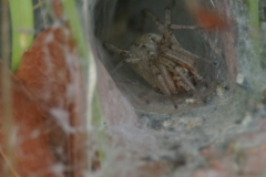 Funnel web spider, Croatia