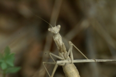 Mantis