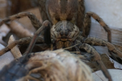 Tarantula, Croatia