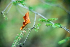 Leaf in mid air