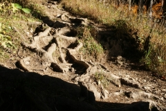 Roots