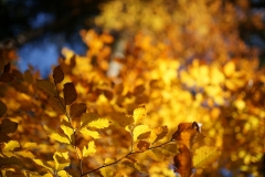 Lots of leafes