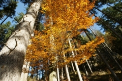 Tall trees