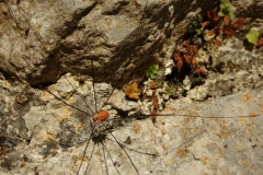 Gemeiner Weberknecht (Phalangium opilio)