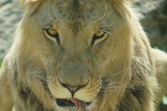 In the eye of the lion...