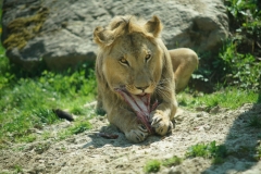 Lion at lunch
