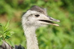 Rhea closeup