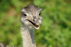 Rhea closeup