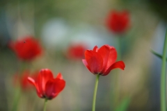 Tulips and a bee