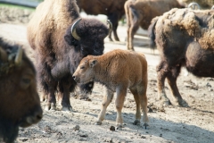 Bison calf with mother