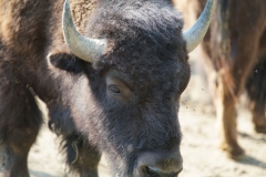 Bison