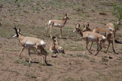 Grazing next to Route 66