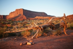 Desert tree