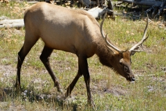 Oh Deer