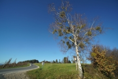 DSC06232_25%