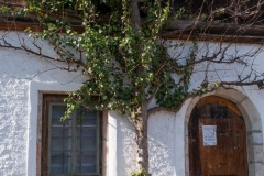 Tree on house - Hallstatt, Austria