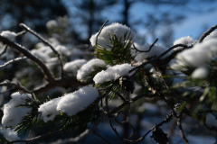 Snow covered tree at Nuuksio National Park
