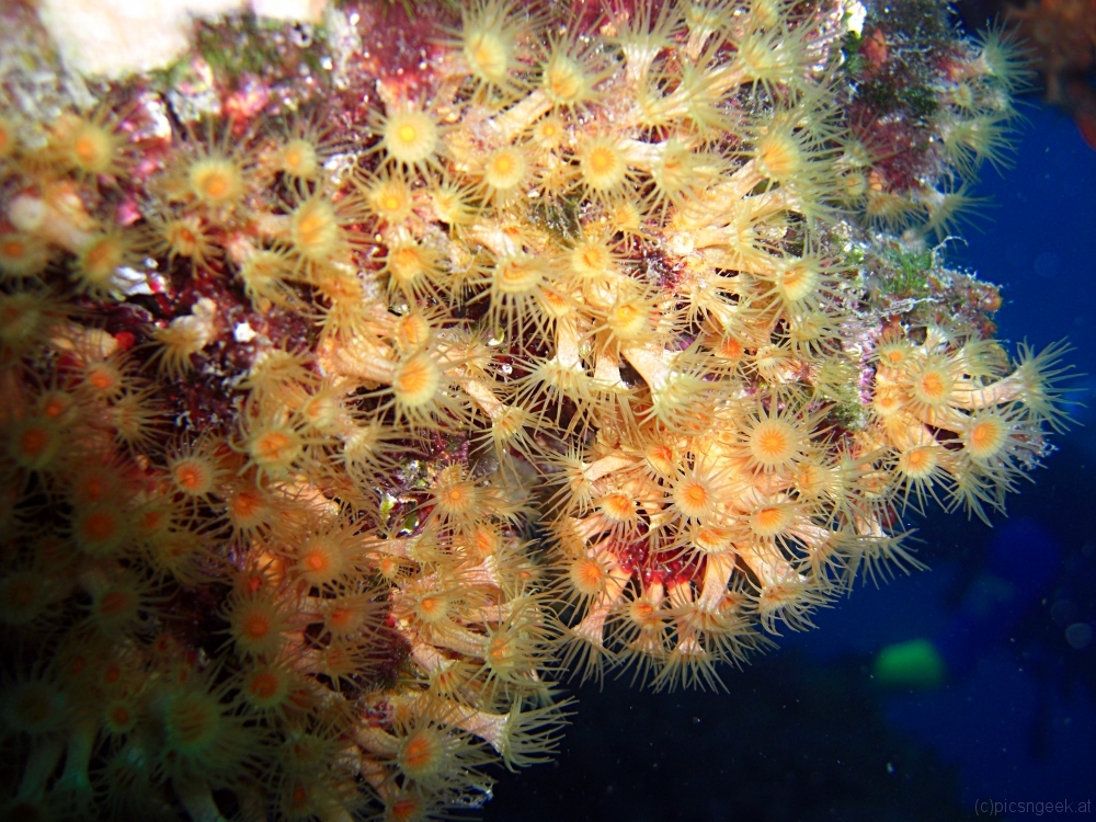 Yellow Cluster Anemone, Parazoanthus Axinellae