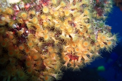 Yellow Cluster Anemone, Parazoanthus Axinellae