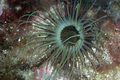 Anemone