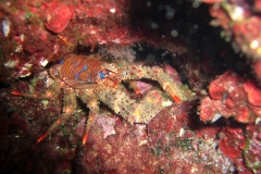 Galathea strigosa