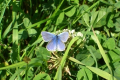 common blue butterfly (Polyommatus icarus)