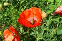 Poppy flowers