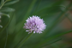 Chive flower