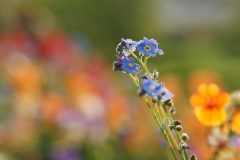 Flower mix of summer 1