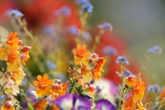 Flower mix of summer 2