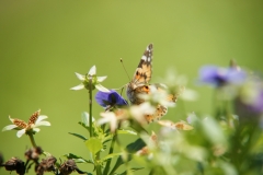 Painted lady (Vanessa cardui) at lunch