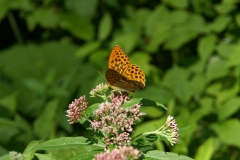 Silver-washed fritillary