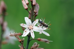 Flowers and bees