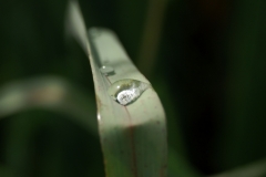After the rain