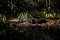 Alligator @ Okeefenokee swamp